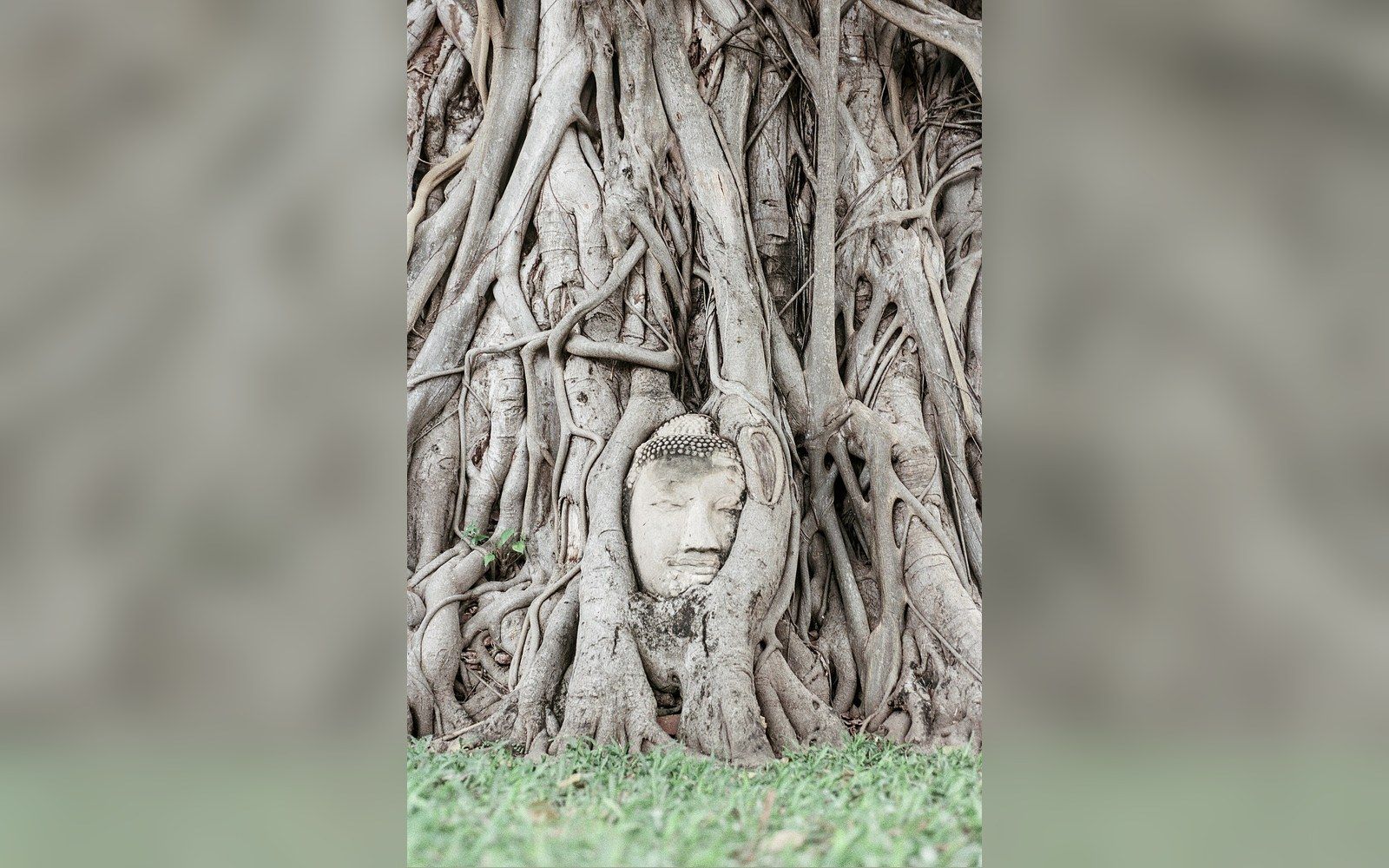 Stone Buddha head enveloped by tangled tree roots at Wat Mahathat