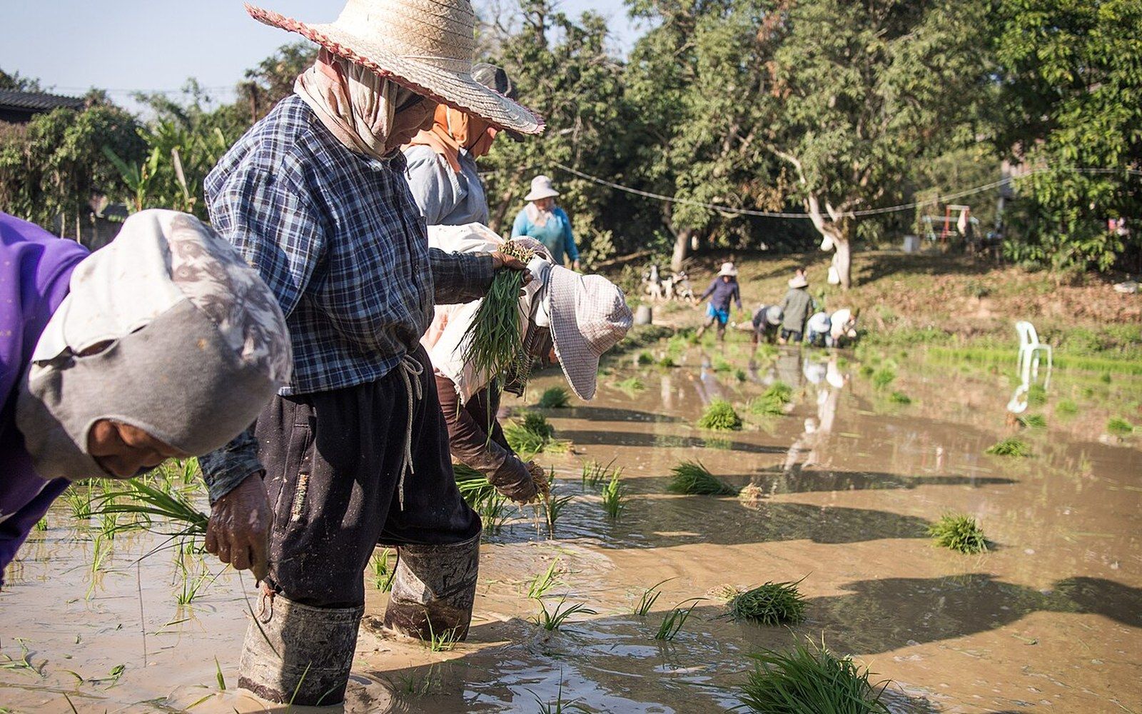 Farmers wearing wide-brimmed hats transplant rice seedlings in a flooded paddy field